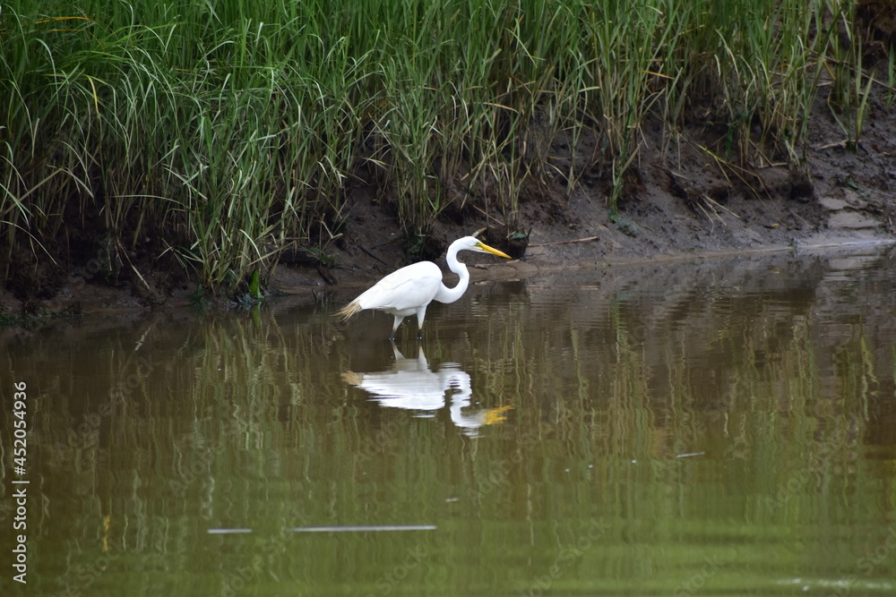 Egret at the New Jersey shore Egret at the New Jersey shore