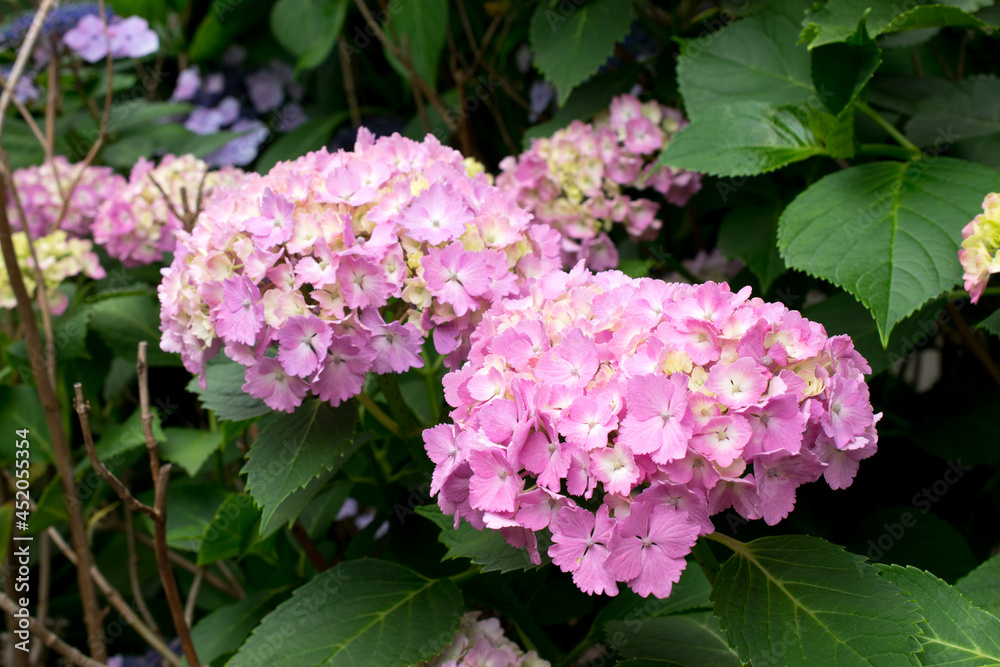 A lovely and cool beautiful hydrangea flower A lovely and cool beautiful hydrangea flower
