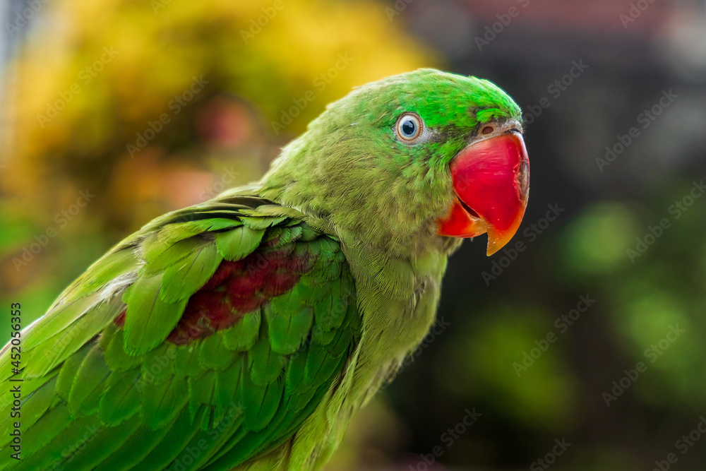 Closeup of a 4 month old Alexandrine Parakeet parrot.
