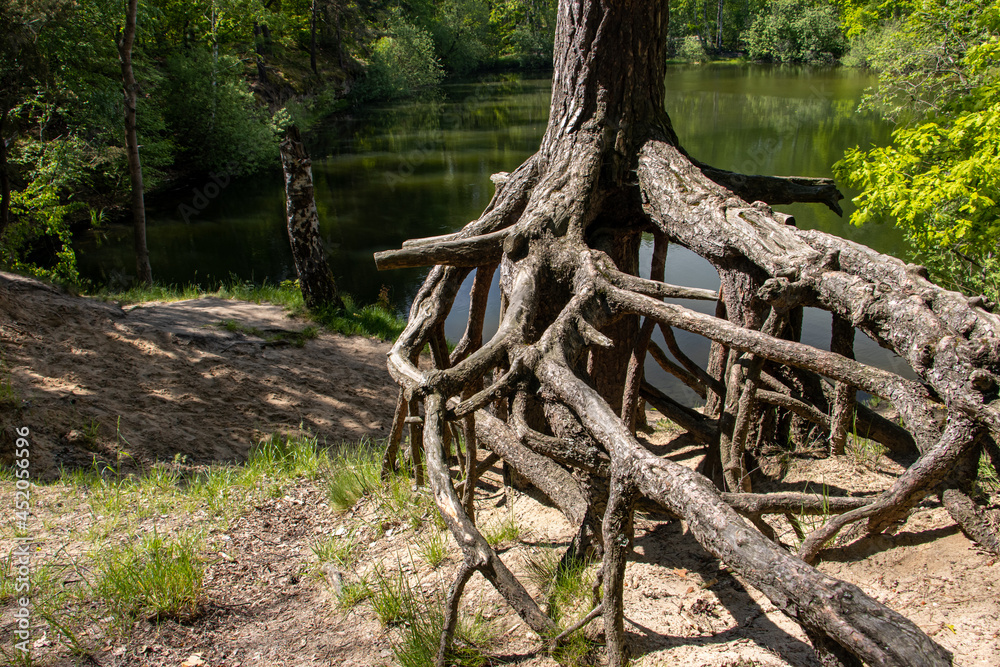 The exposed roots of Scots Pine (Pinus sylvestris) at forest with a small pond. The exposed roots of Scots Pine (Pinus sylvestris) at forest with a small pond.