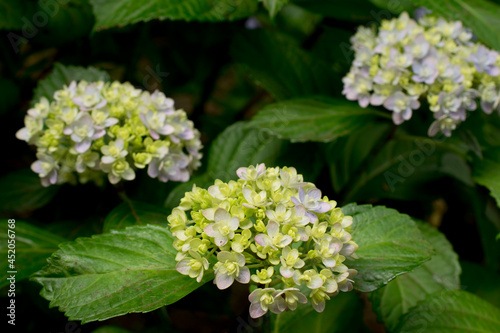 A lovely and cool beautiful hydrangea flower