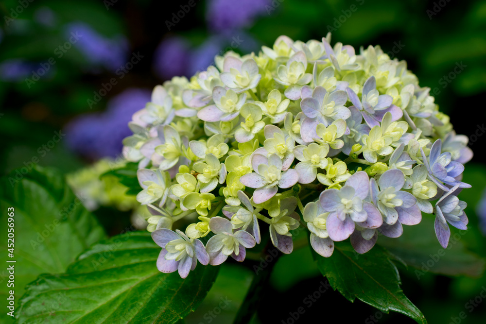 A lovely and cool beautiful hydrangea flower A lovely and cool beautiful hydrangea flower
