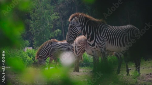 A herd of zebras grazing on a green field between the trees. photo