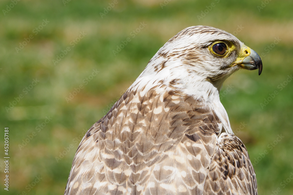 Portrait of Raroh large with a lawn in the background. Portrait of Raroh large with a lawn in the background.