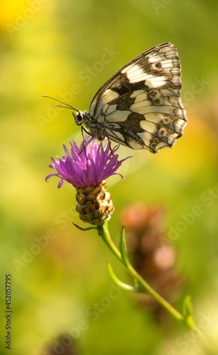 Melanargia galathea is a butterfly living on the European continent, in North Africa, southern Russia (and the Caucasus) and even in Iran and Japan.