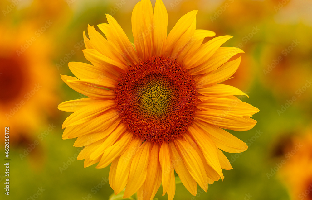 Sonnenblume in der Mitte
