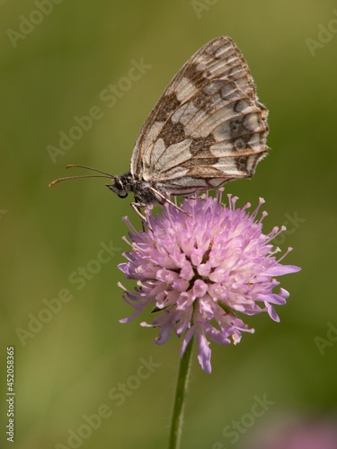 Melanargia galathea is a butterfly living on the European continent, in North Africa, southern Russia (and the Caucasus) and even in Iran and Japan.