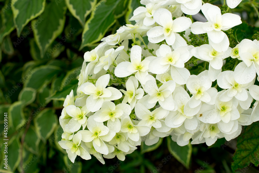 A lovely and cool beautiful hydrangea flower A lovely and cool beautiful hydrangea flower