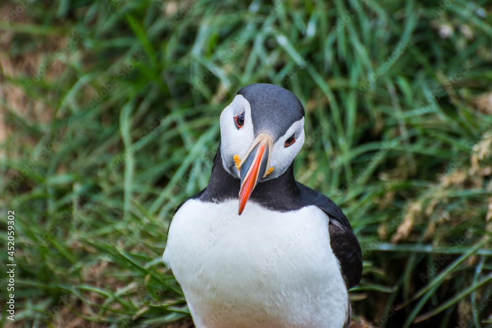 Naklejka premium Puffin in the beautiful countryside nature of Hafnarholmi in Borgarfjordur Eystri in Iceland
