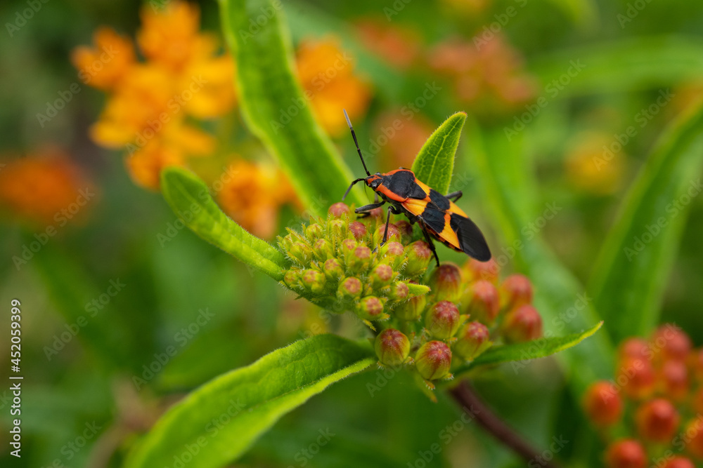 bug on a yellow flower bug on a yellow flower