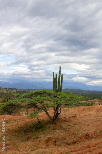 tree and cactus in the desert © SergioNicolas