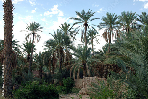 Palm grove of  Figuig in south-eastern Morocco photo