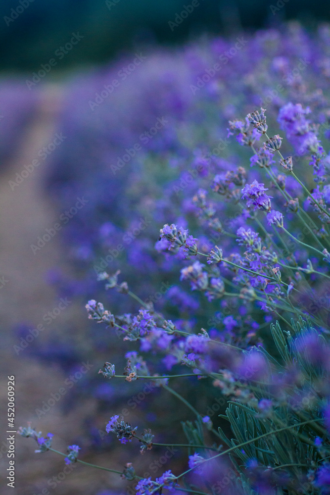 Obraz premium Beautiful bright lilac bloom of lavender in a field close-up