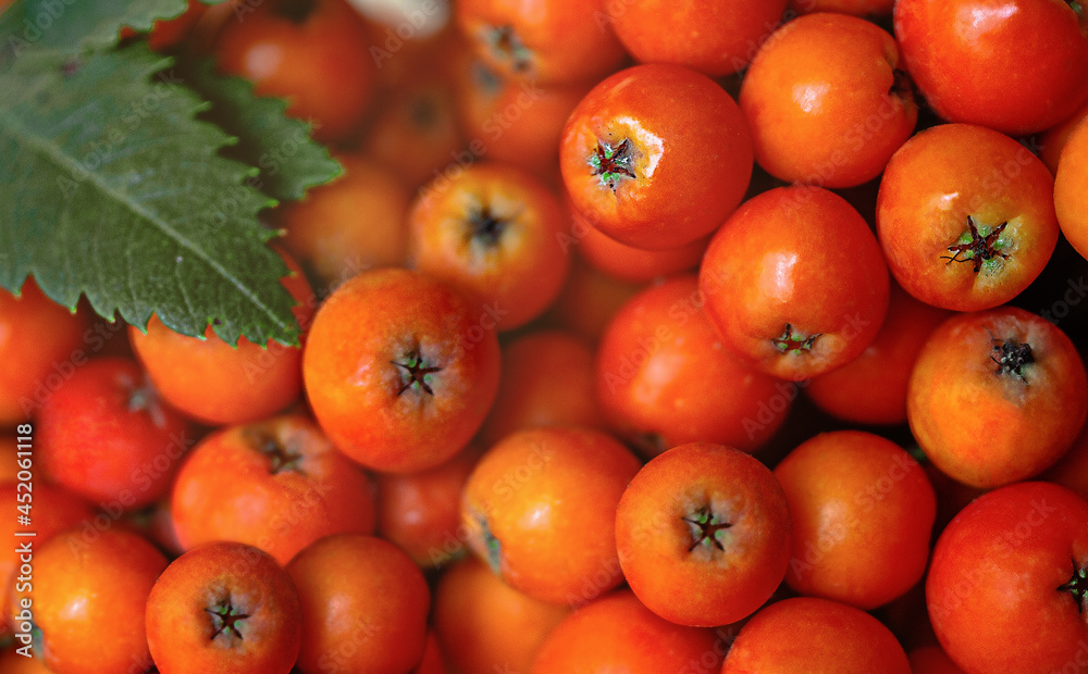 Red rowan berries close-up. Healthy and environmentally friendly food.