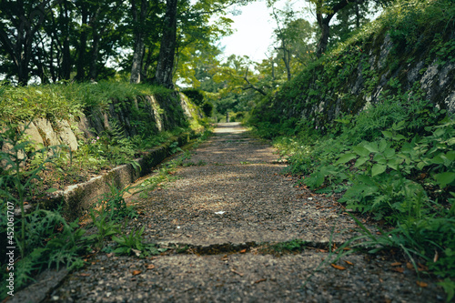 path in the garden