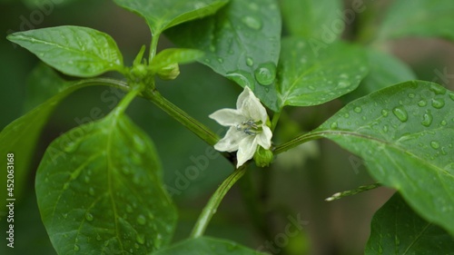 Pepper sprout in a garden bed in the rain in a farm field, clear water watering the shoots of a growing seedling, agriculture, green planet ecology, gardening concept, growing vegetables on the ground