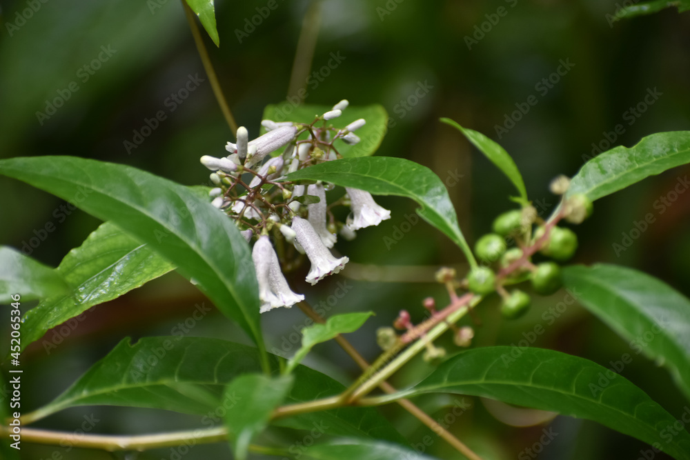 tiny flowers of a Stinkvine in the wild tiny flowers of a Stinkvine in the wild