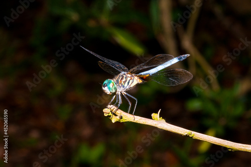 blue dragonfly on a twig