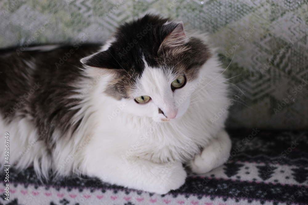 cat on a sofa kitty cute animals pets eyes cat on a sofa kitty cute animals pets eyes