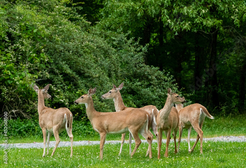 White Tailed Deer grazing in the grass in Rome Georgia at wooded wildlife sanctuary. 