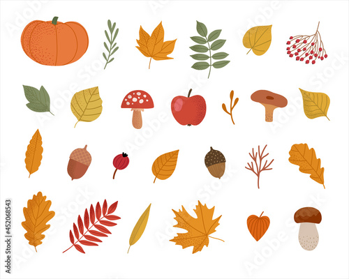 Autumn natural elements collection. Set of autumn attributes. Autumn leaves, berries, mushrooms, pumpkin, acorns isolated on white background. Vector illustration