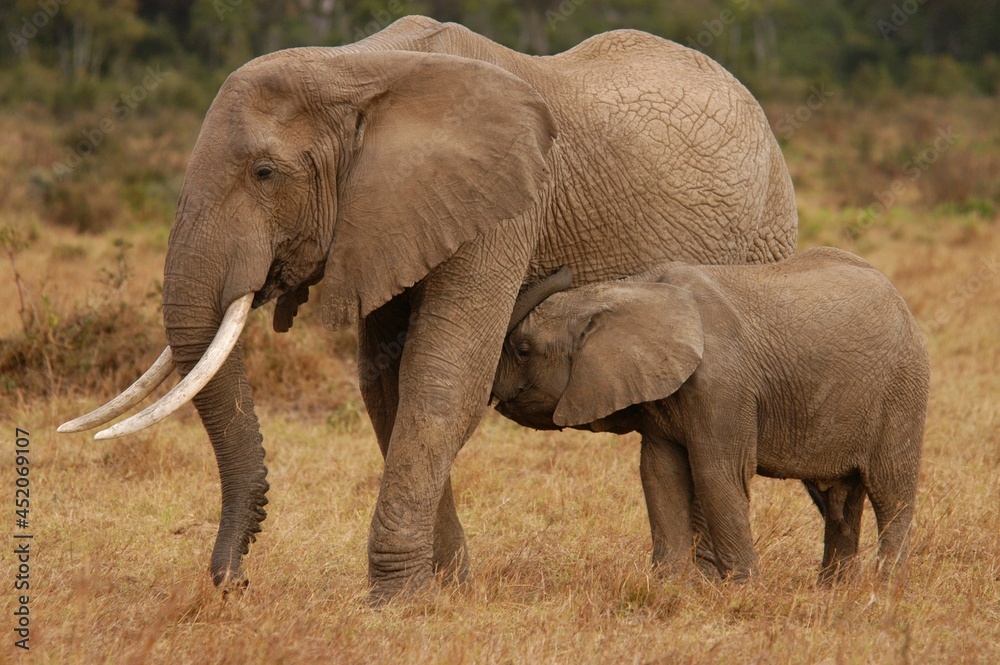 Obraz premium Elephant family living in Masai Mara, Kenya