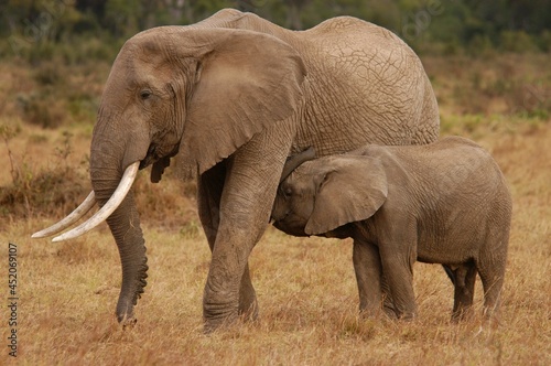 Elephant family living in Masai Mara, Kenya