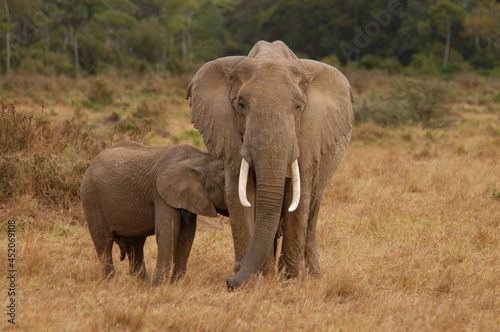 Elephant family living in Masai Mara, Kenya © i_moppet