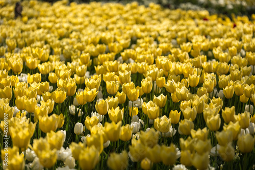Yellow Tulips growing in the sun