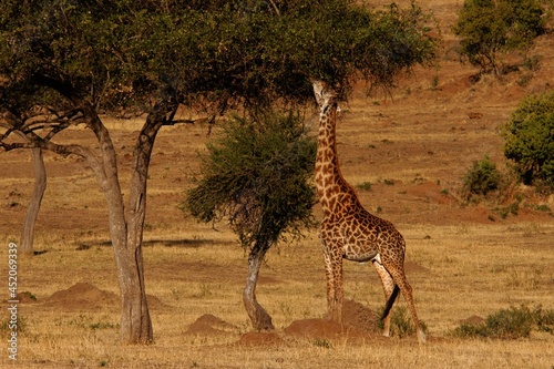 Giraffe living in Masai Mara, Kenya © i_moppet