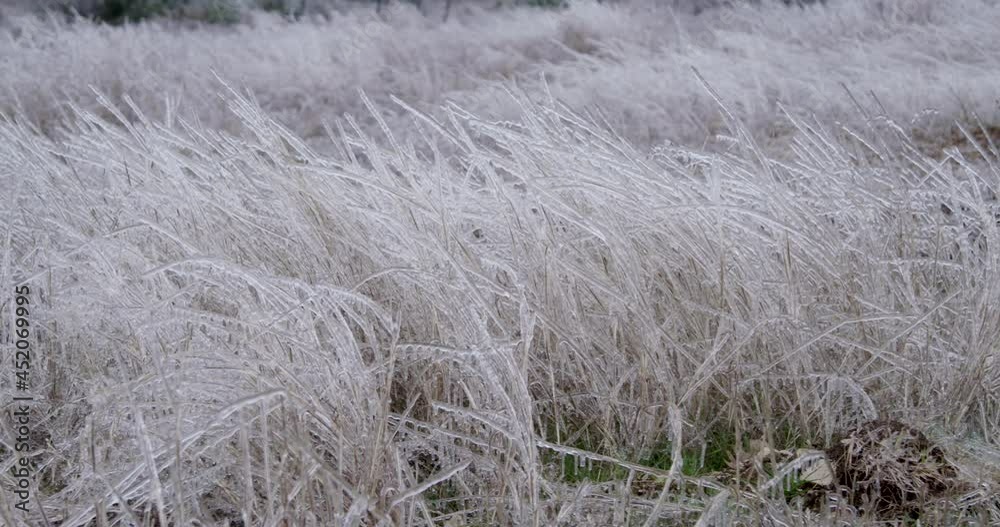 White Field of Grass Covered In Ice 4k White Field of Grass Covered In Ice 4k