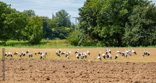 Storch, Vogelzug