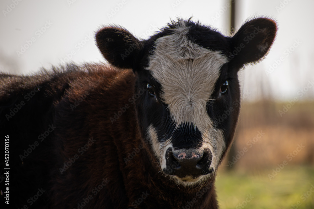My cows My cows