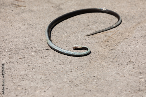Dead black southern racer snake Coluber constrictor priapus photo