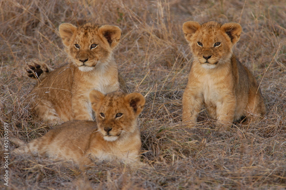Lion baby living in Masai Mara, Kenya Lion baby living in Masai Mara, Kenya
