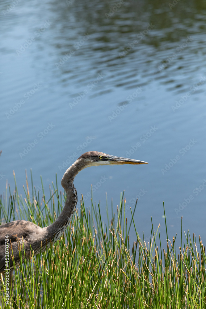 Juvenile great blue heron Ardea herodias hunts along a riverbed in Naples