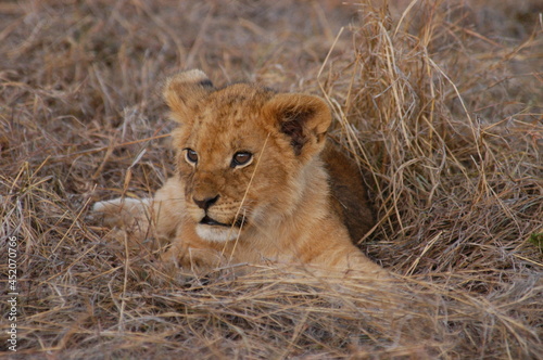 Lion baby living in Masai Mara, Kenya