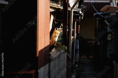 Cat living in Onomichi, Japan