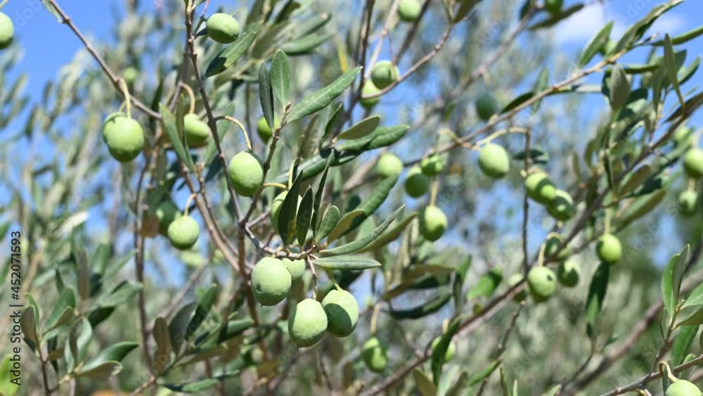 Olive tree leaves swaying in the wind. Fresh green olive fruit and leaves growing on branch at summer. Olive tree leaves swaying in the wind. Fresh green olive fruit and leaves growing on branch at summer.