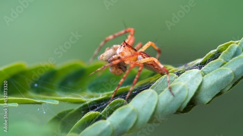 Macro photography of a spider