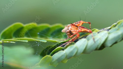 Macro photography of a spider