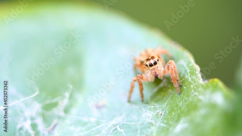 Macro photography of a spider