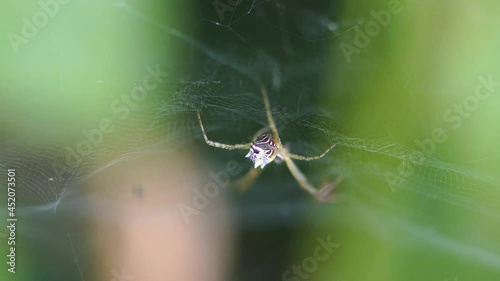 Macro photography of a spider