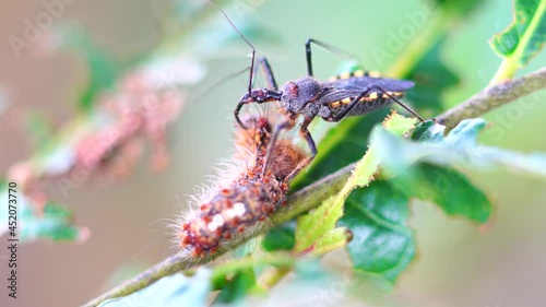 Macro photography of insects eating caterpillars on leaves