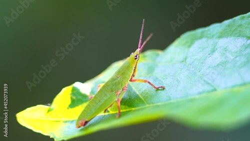 Macro photography of a grasshopper on a leaf