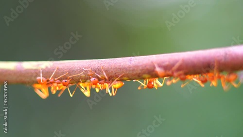 Macro photography of ants on a leaf