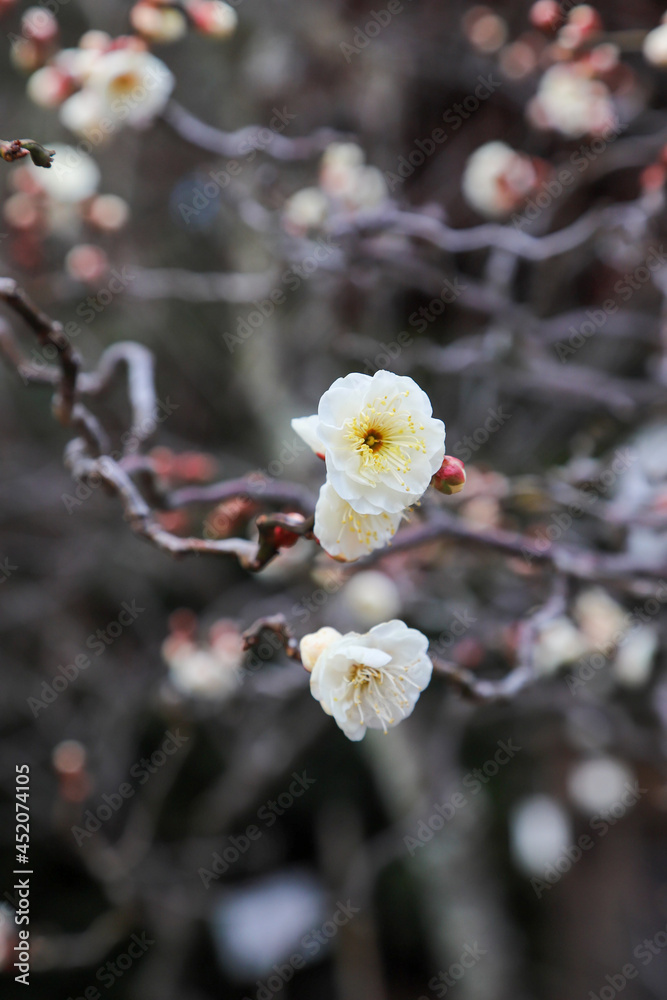 白梅の花