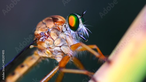 Macro photography of hammerhead fly