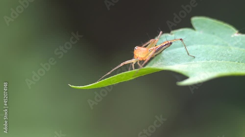 Macro photography of a spider