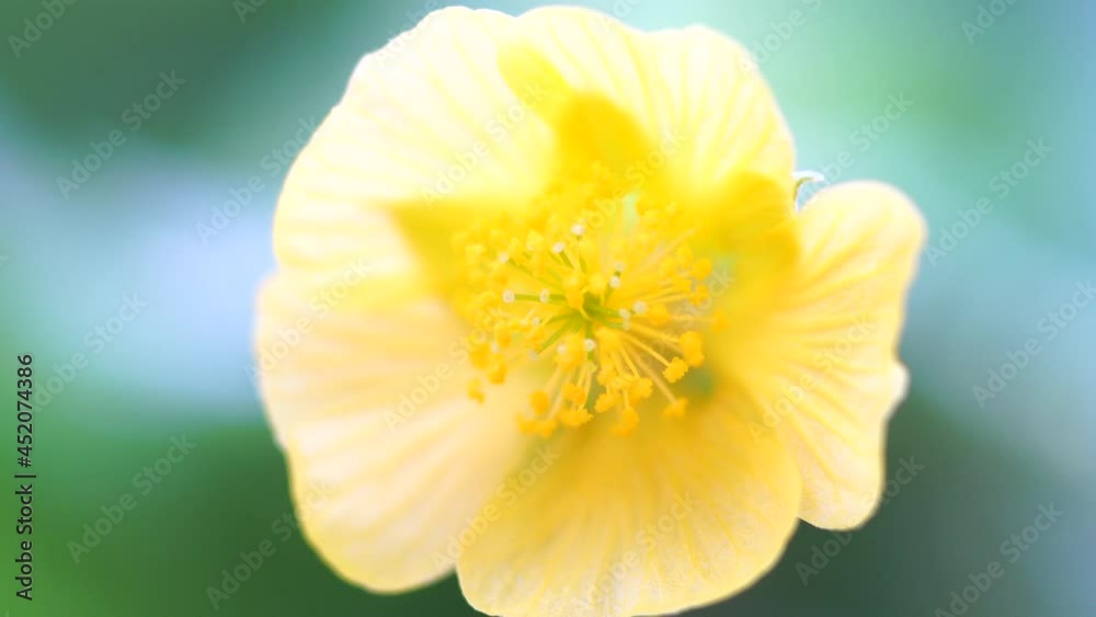 Close-up of a blooming yellow flower. Close-up of a blooming yellow flower.
